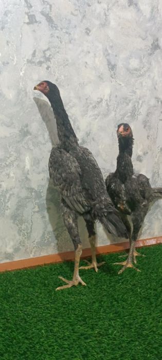 Kul makyonla sotiladi