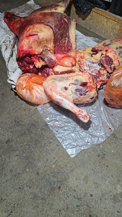 Бие 6 жасар екі елі