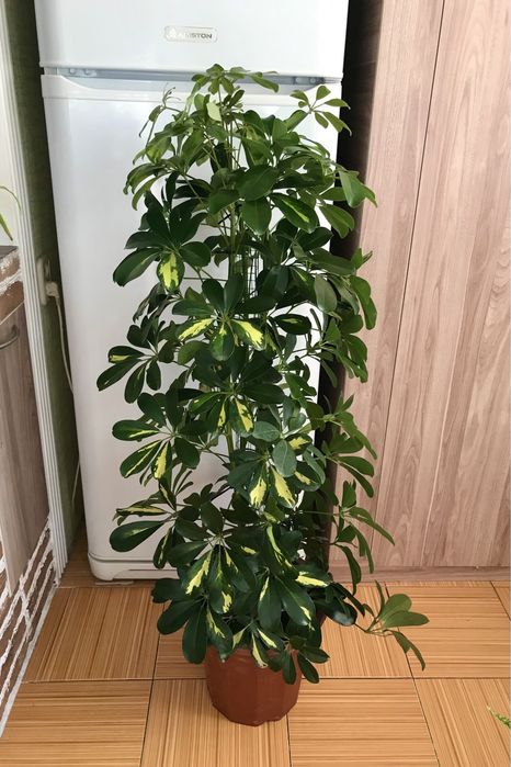 Домашние цветы, создающие уют