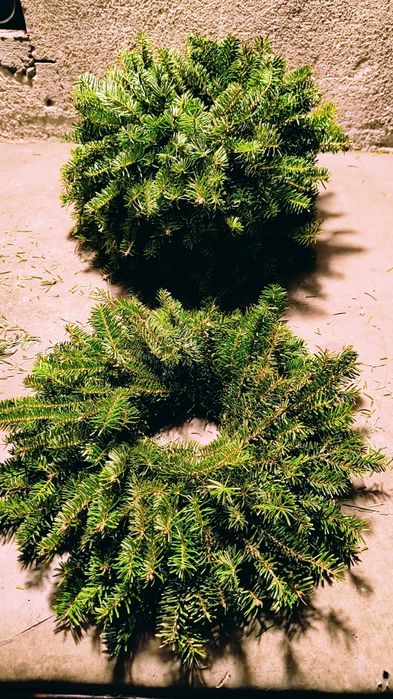 Coronițe brad natural