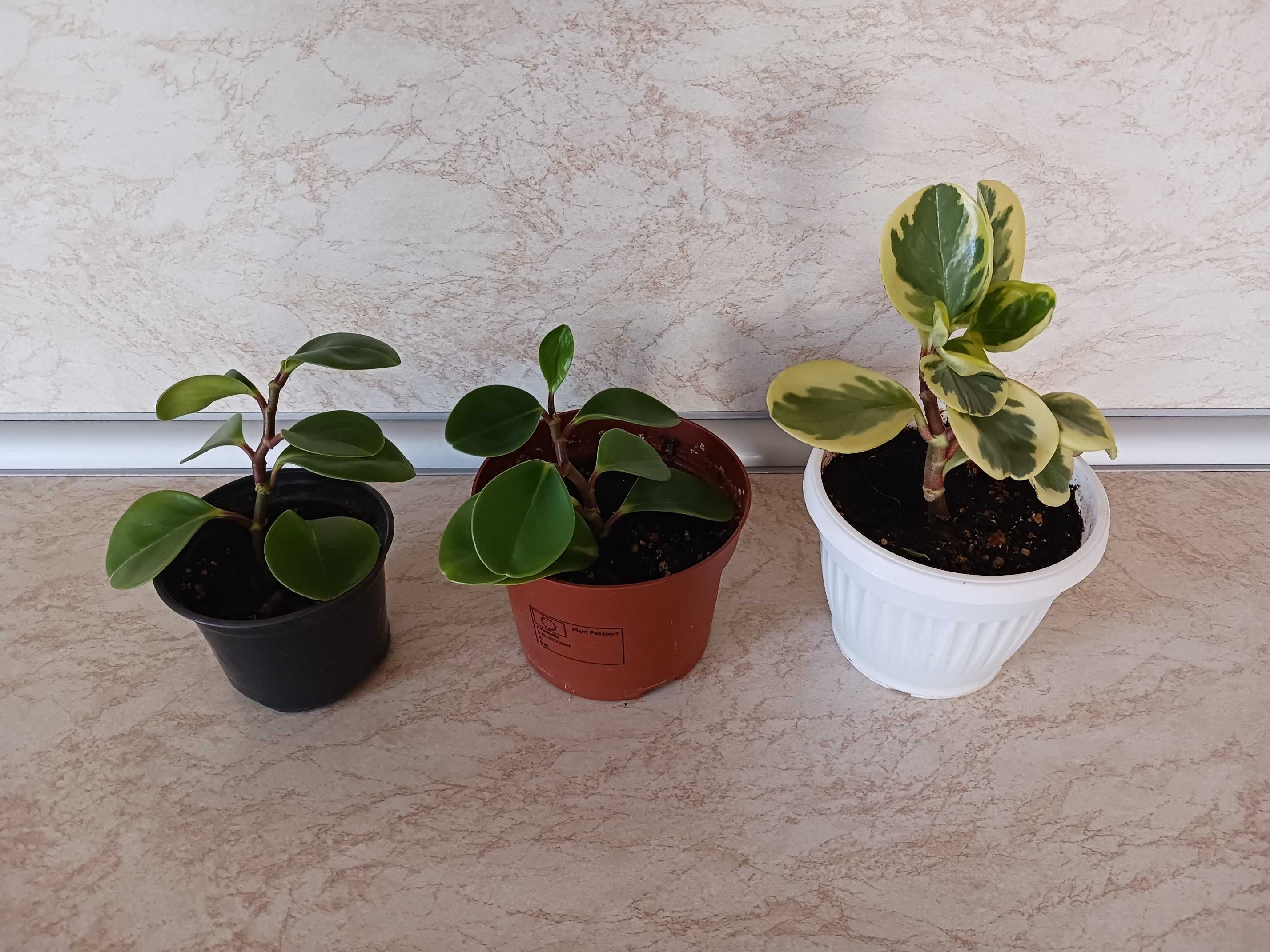 Пеперомия Peperomia obtusifolia - зелена и пъстра