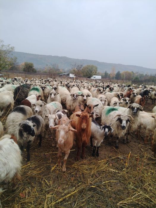 Vind 30 de oi tinere 570 lei