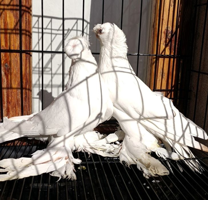 Kabutar gulbodomla sotiladi