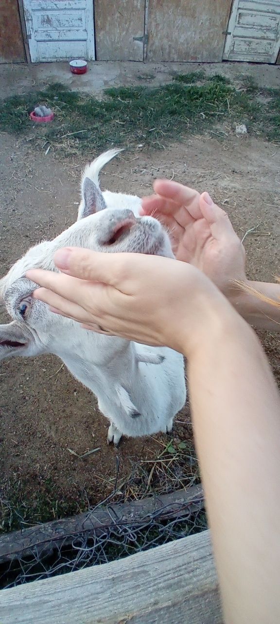 Vând capra saanen a 3 fătare