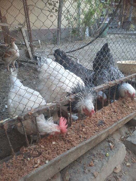 Товуклар сотилади