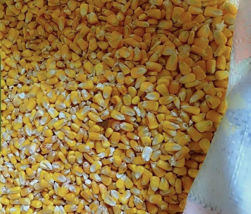 Кукуруза кормовая - Жүгері . Дробленная