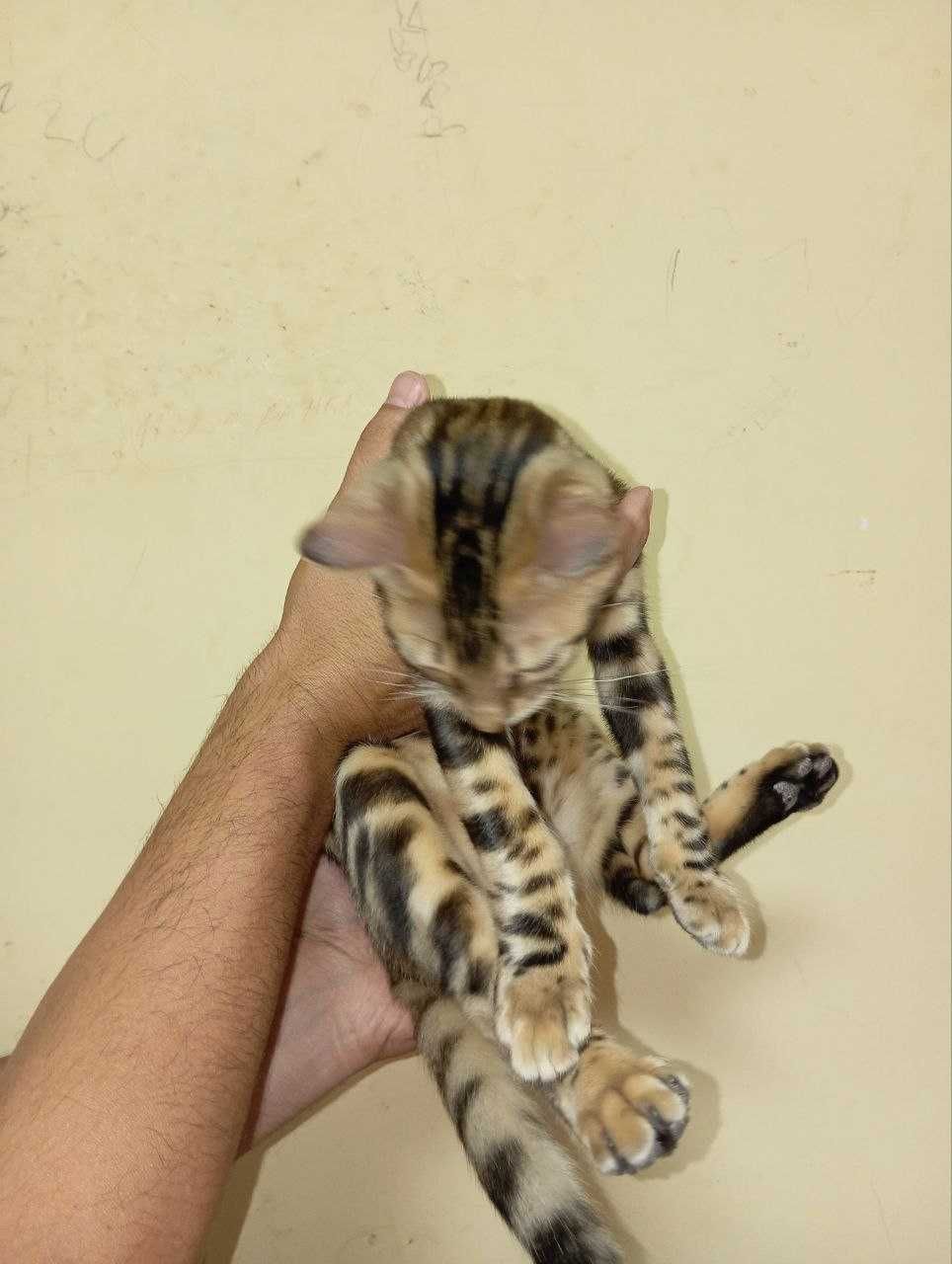 Чистокровный бенгальский кот 4 мес. Мальчик. Послушный, игривый.