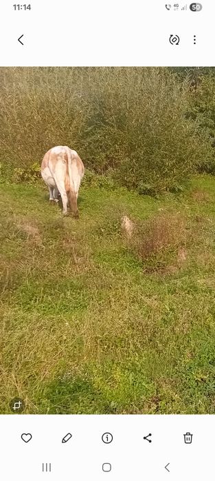 Vand vaca bună de lapte