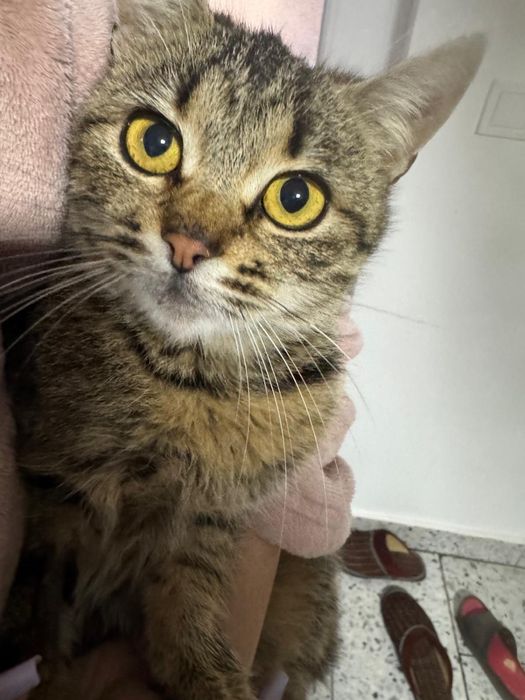 Donez pisică sterilizată