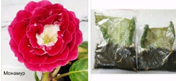 Укоренные листочки глоксиний с ростками.