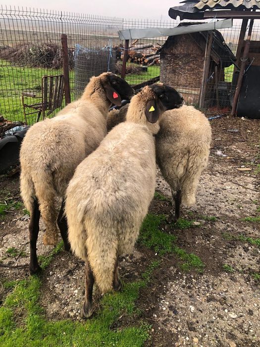 Vand  oi carabase sarbesti