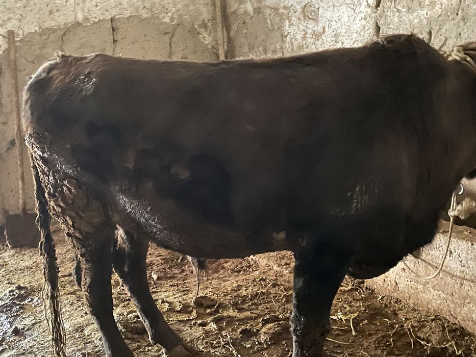 Boqilgan buqalar sotiladi Sroshna Pastdargomda