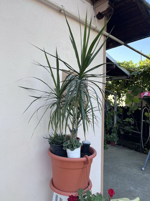 Vand Dracaena marginata