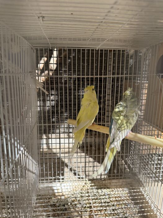 Продаю попугай бабочки