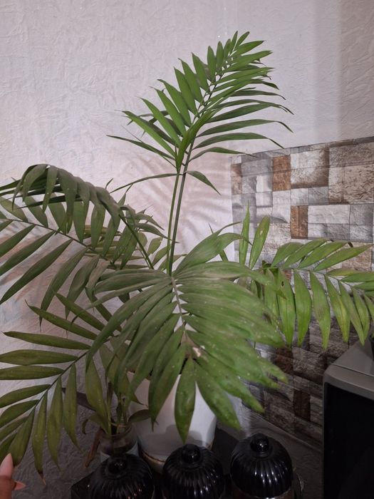 Цветя различни видове