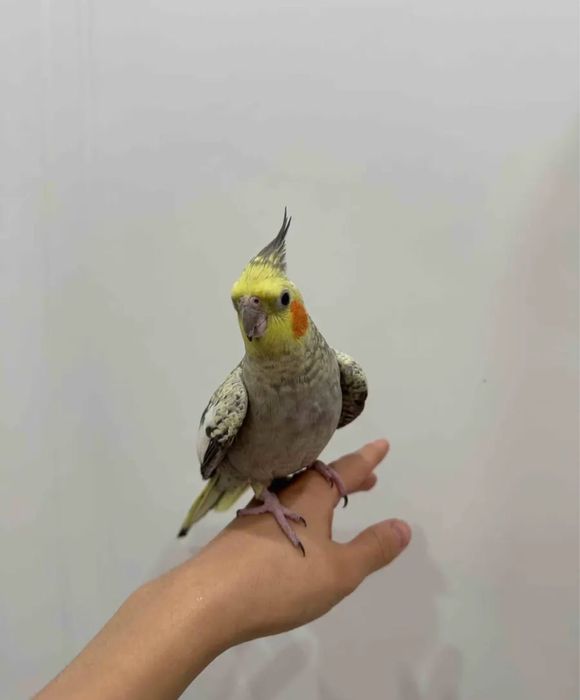 Мы братья Кореллы