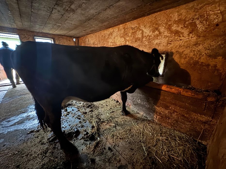 Vaca gestanta de vanzare