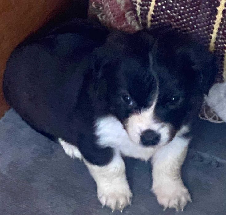 Donez cațeluși golden cu metis