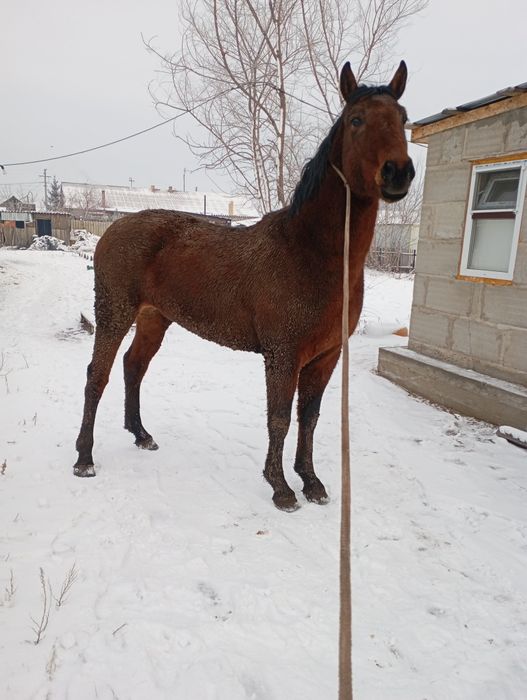 Жеребца трёх летка