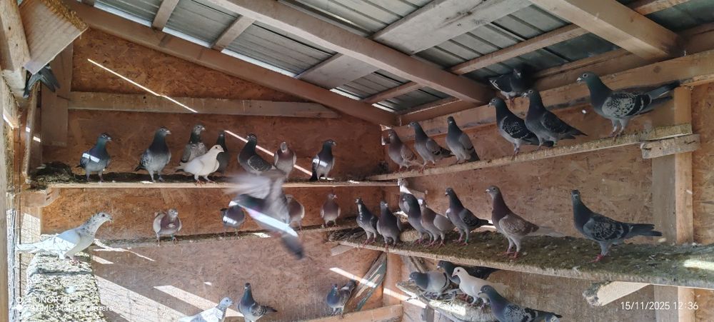 Porumbei voiajori de vanzare