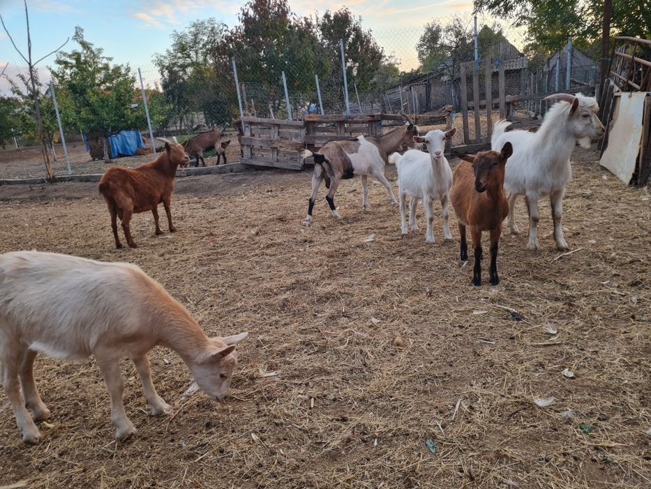 Vând capre gestante