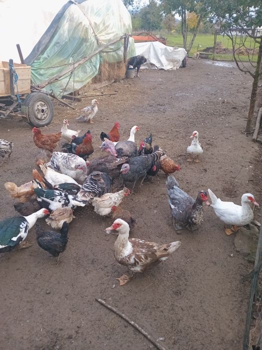 Vand/schimb rate mute