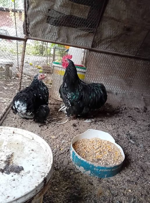 Disponibile păsări