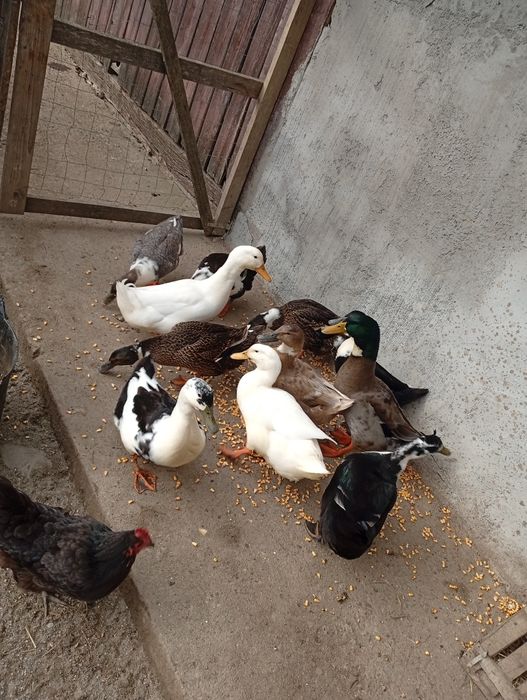 Vand 5 rate și un rățoi, 100 de lei bucata sau schimb cu puicuțe!