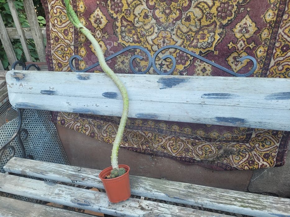 Продам лавку с кованными элементами.