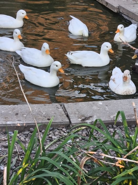 Rațe Pitice olandeze albe și butterscotch!