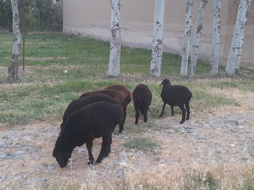 Quylar sotiladi 6 ta