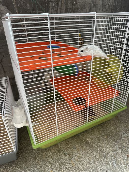 2 hamsteri 2 broaste testoase