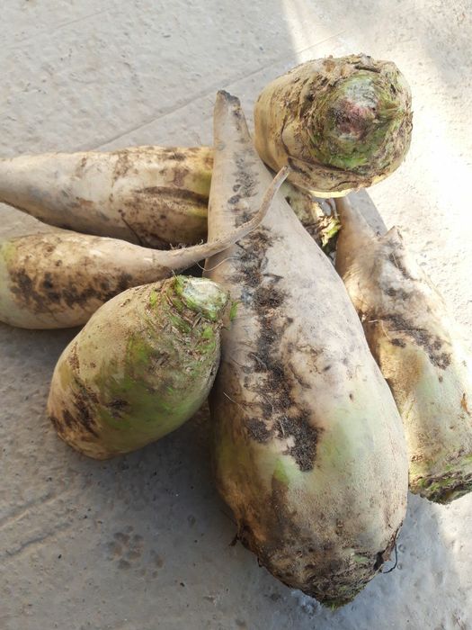 Кормавой лавлаги сотилади