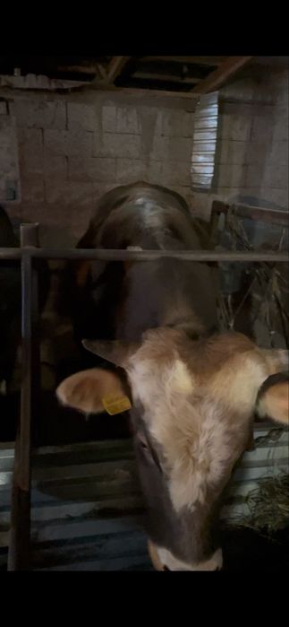 Продам Быков в круг 10 голов