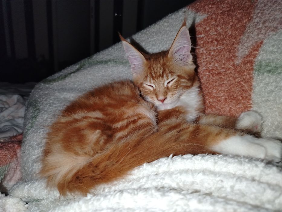 Baietel Maine Coon
