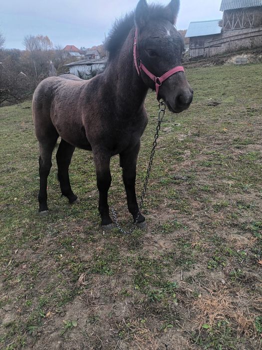 Vind cârlan de 1 si 4 luni