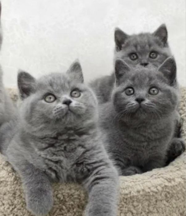 Продаются Котятки!