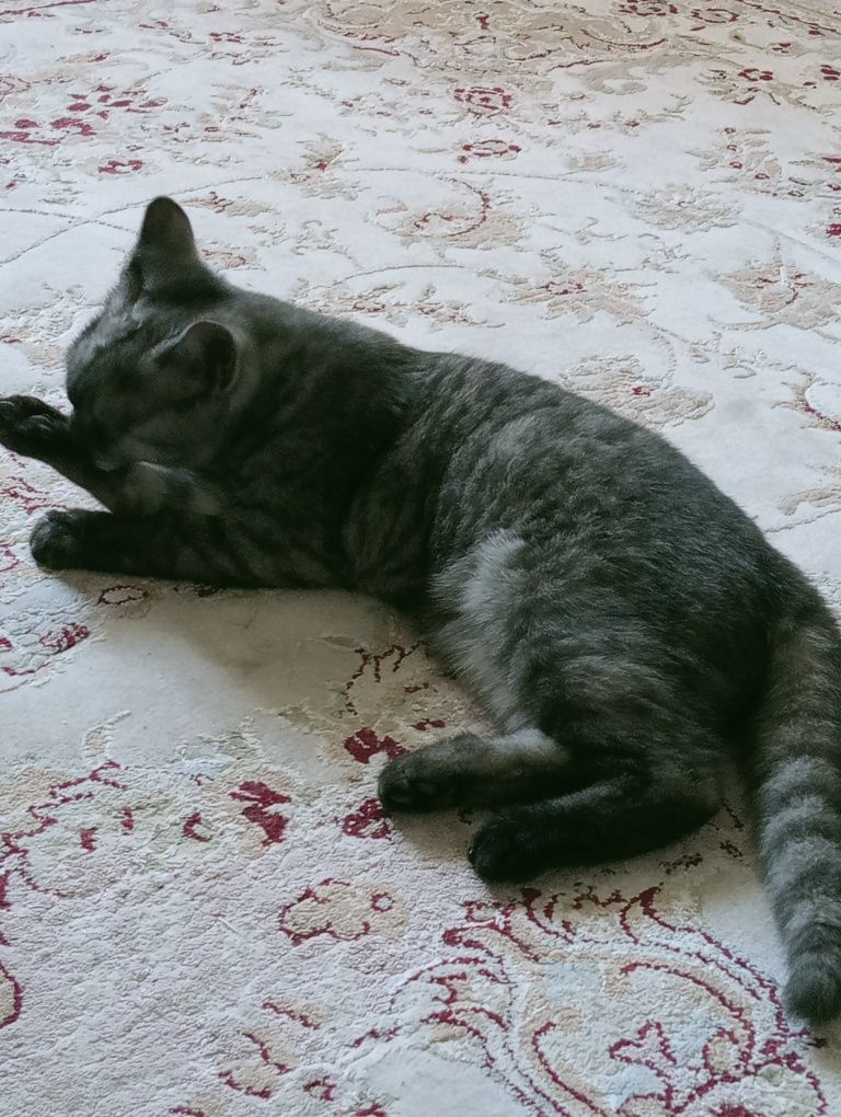Мир животных кошка