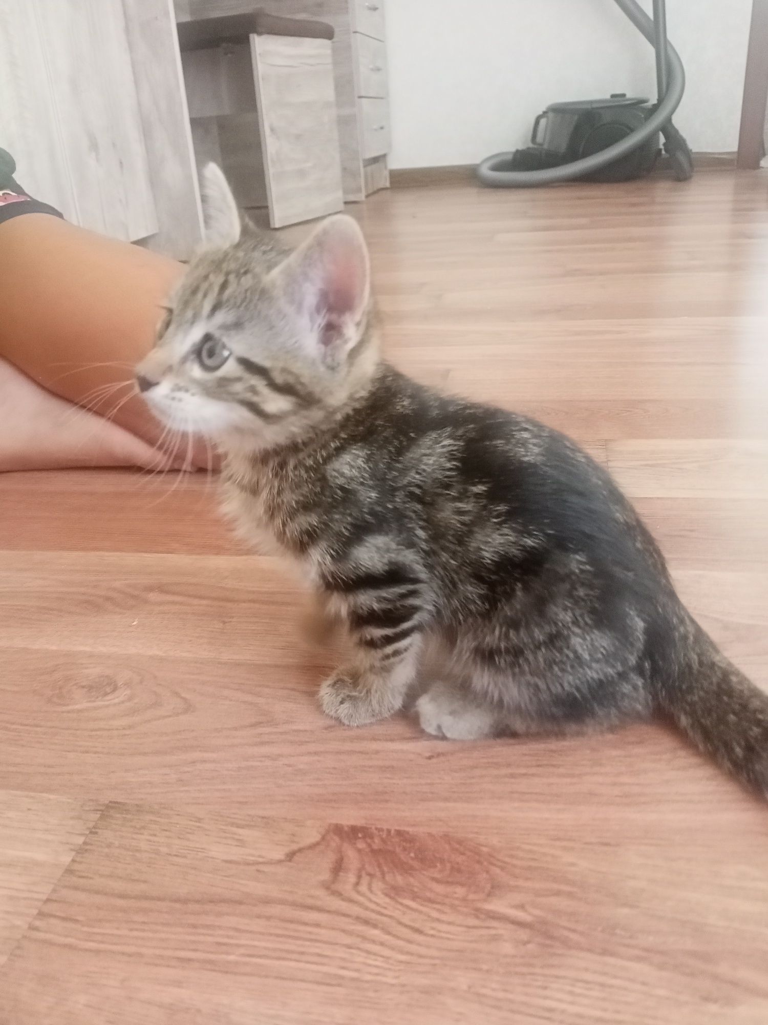 Отдам котенка в добрые руки.котёнок воспитанный,дружелюбный.