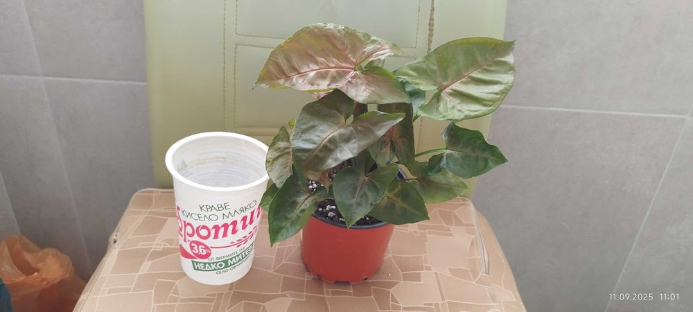 Филодендрон (Philodendron) / Сингониум (Syngonium)