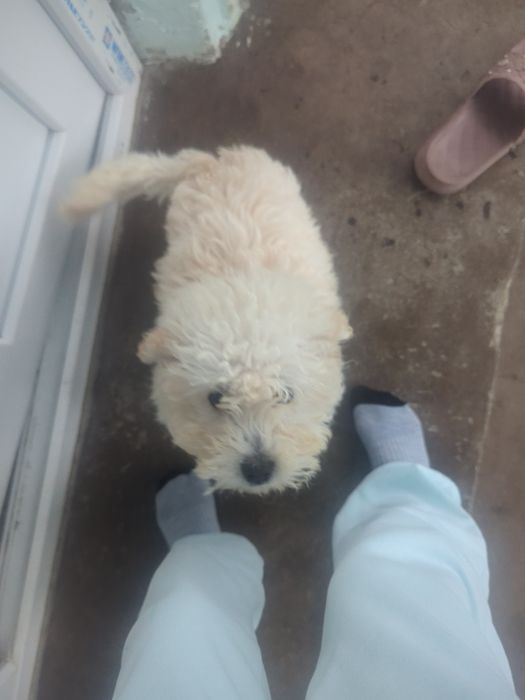 Vând bichoni capucino 400lei negociabil