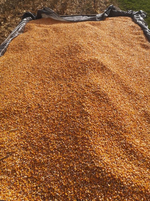 Porumb boabe și grâu furajer