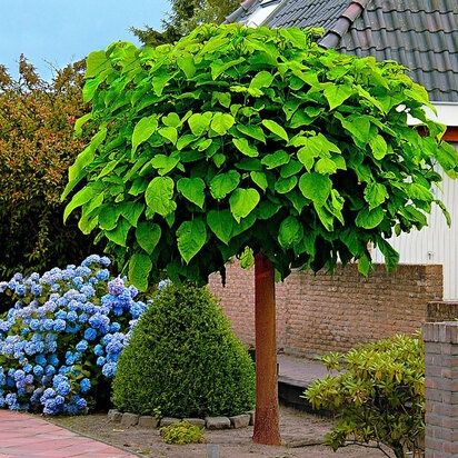 Catalpa globulara