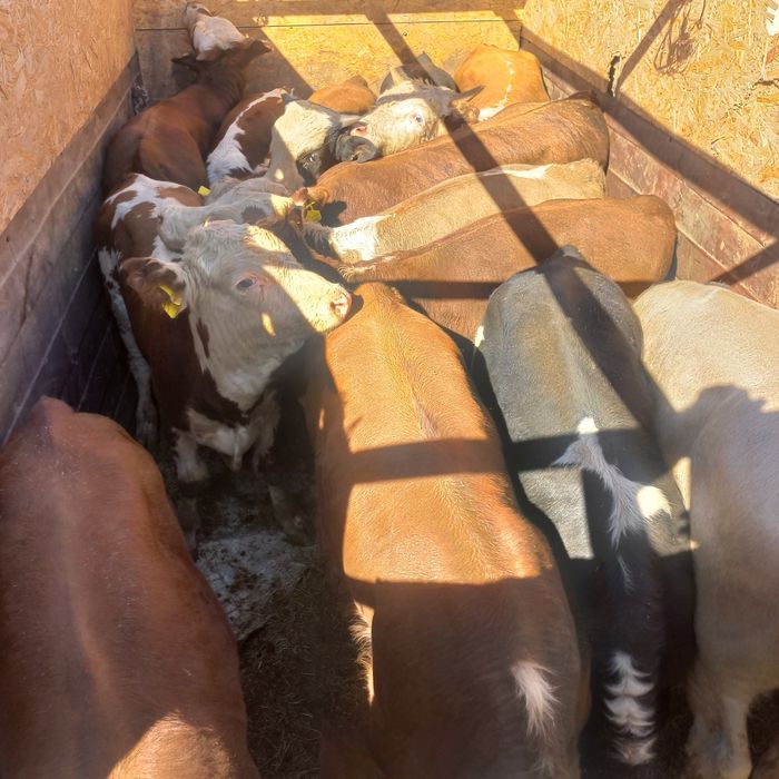 Услуги Скатовоза Газель 4.20м