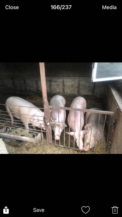 Продавам изгодно угоени прасета