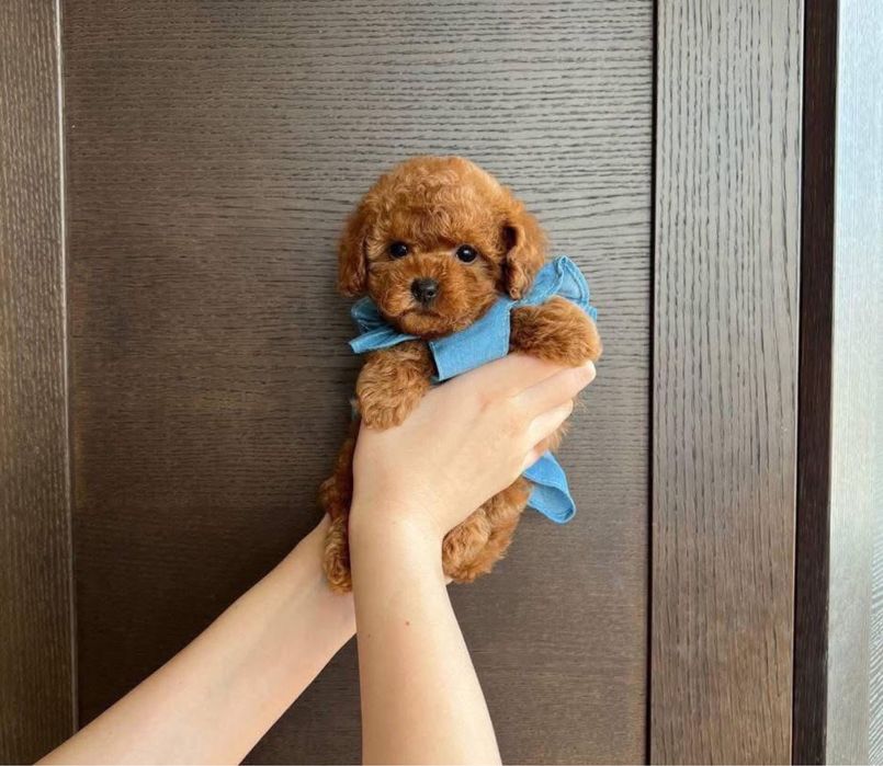 Vanzare catelus Pudel roscat – varietate mica, rasa premium