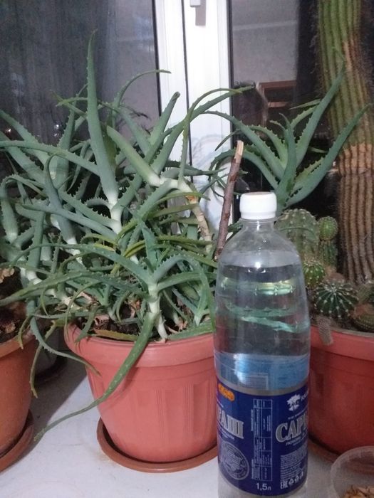 Домашние цветы и кактусы