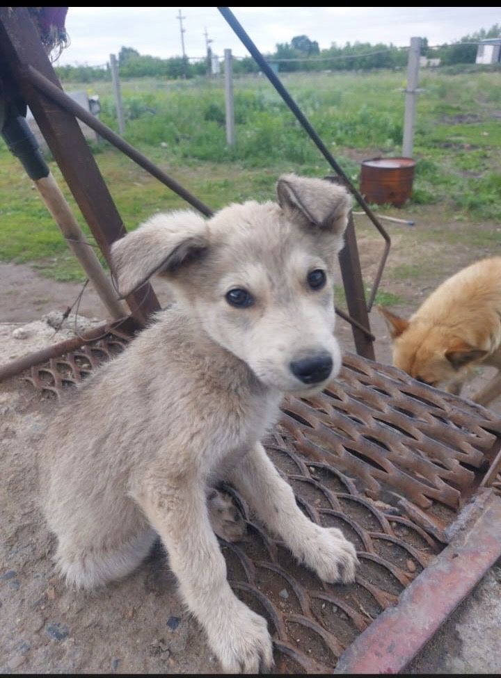 Щенки в добрые руки