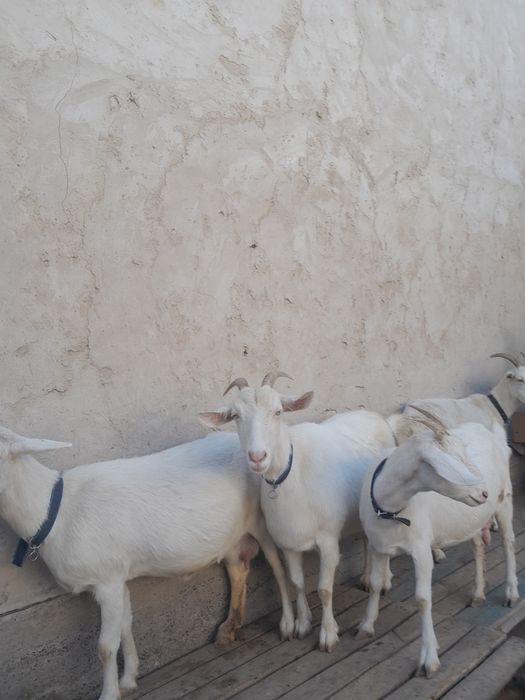 Породисти ешкі теке лақтар бар