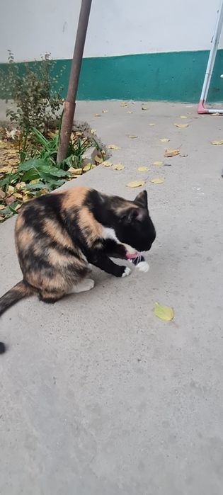 Катенок и кошка мушукча